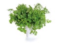 Bunch of green coriander on a white Royalty Free Stock Photo
