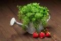 A bunch of green dill, strawberry and parsley in an iron watering can, dark wooden background, concept of fresh vegetables and Royalty Free Stock Photo