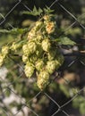 A bunch of green fragrant hops growing on the fence