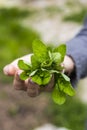 A bunch of green fragrant mint in the hands of an adult girl Royalty Free Stock Photo