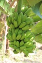 Bunch of green fresh banana growing on a tree, India.
