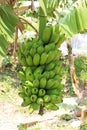 Bunch of green fresh banana growing on a tree, India.