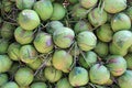 Bunch of green fresh coconuts background