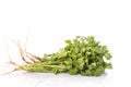 Bunch green fresh coriander leaves. Studio shot isolated on whit Royalty Free Stock Photo