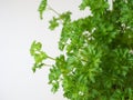 Bunch of fresh parsley isolated on white background Royalty Free Stock Photo