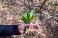 Bunch of green garlic in hand