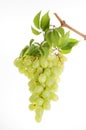 Bunch of green grape over white