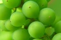 Bunch of green grapes Royalty Free Stock Photo