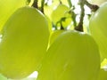 Bunch of green grapes Royalty Free Stock Photo