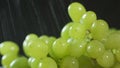 Bunch of green grapes on a black background with water drops.