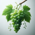 bunch of green grapes with grape leaves wet from the rain forming a ring around it.