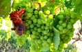 Bunch of green grapes Royalty Free Stock Photo