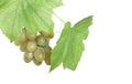 Bunch of green grapes in grapevine isolated Royalty Free Stock Photo