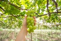 bunch of green grapes in hand Royalty Free Stock Photo