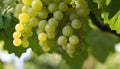 A bunch of green grapes hanging from a tree Royalty Free Stock Photo