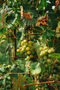 A bunch of green grapes hanging on the vine Royalty Free Stock Photo