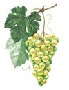 Bunch of green grapes isolated on white background. Hand drawn watercolor illustration. Royalty Free Stock Photo