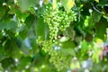 Bunch of green grapes with leaf hanging on tree in organic orchard background Royalty Free Stock Photo