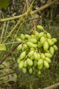 Bunch of green grapes leaning it was to earth under own weight