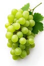 Bunch of green grapes with leaves isolated on a white background. Royalty Free Stock Photo