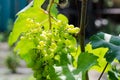 A bunch of green grapes in the sun. Grape leaves and branches. Royalty Free Stock Photo