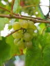 Bunch of green grapes on the vine Royalty Free Stock Photo