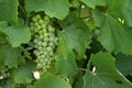 Bunch of green grapes on a vine -cluster Royalty Free Stock Photo