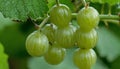 A bunch of green grapes on a vine Royalty Free Stock Photo