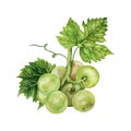 Bunch of green grapes with a green vine leaf. Hand drawn watercolor illustration isolated on white background Royalty Free Stock Photo