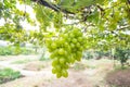 A bunch of green grapes Royalty Free Stock Photo