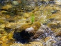 Bunch green grass on the river