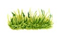 Bunch of green grass watercolor Royalty Free Stock Photo