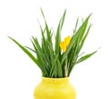 Bunch of green grass with yellow crocuses in weight