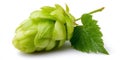 A bunch of green hops with leaves on a white background Royalty Free Stock Photo