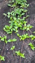 A bunch of green leaves climbing with brown stems on a large rock