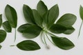 A bunch of green leaves with gray background Royalty Free Stock Photo