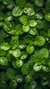 a bunch of green leaves with water droplets on them, with a black background with a white border around the edges of the leaves Royalty Free Stock Photo