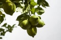Bunch of green lemons on the branch Royalty Free Stock Photo