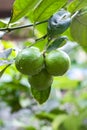 A bunch of green lime fruit growing on the tree inside of an agricultural farm Royalty Free Stock Photo