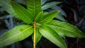 Bunch of green mango leaves Royalty Free Stock Photo