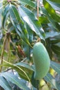 Bunch of green mango on tree in garden. and close up of mango fruit on mango tree Royalty Free Stock Photo