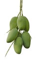Bunch of green mangoes on white background Royalty Free Stock Photo