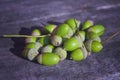 A bunch of green oak acorns on the background of an old wooden texture close-up