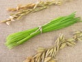 Bunch of green oat grass for smoothie Royalty Free Stock Photo