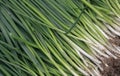 A bunch of green onions Royalty Free Stock Photo