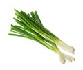 Bunch of green onions isolated without shadow clipping path Royalty Free Stock Photo