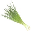 Bunch green onions Royalty Free Stock Photo