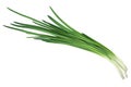 Bunch of green onions Isolated on white background, top view. Royalty Free Stock Photo