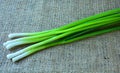 A bunch of green onions lies on a burlap. Front view close up