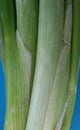 Fresh spring onions. A bunch of scallions over blue. Royalty Free Stock Photo